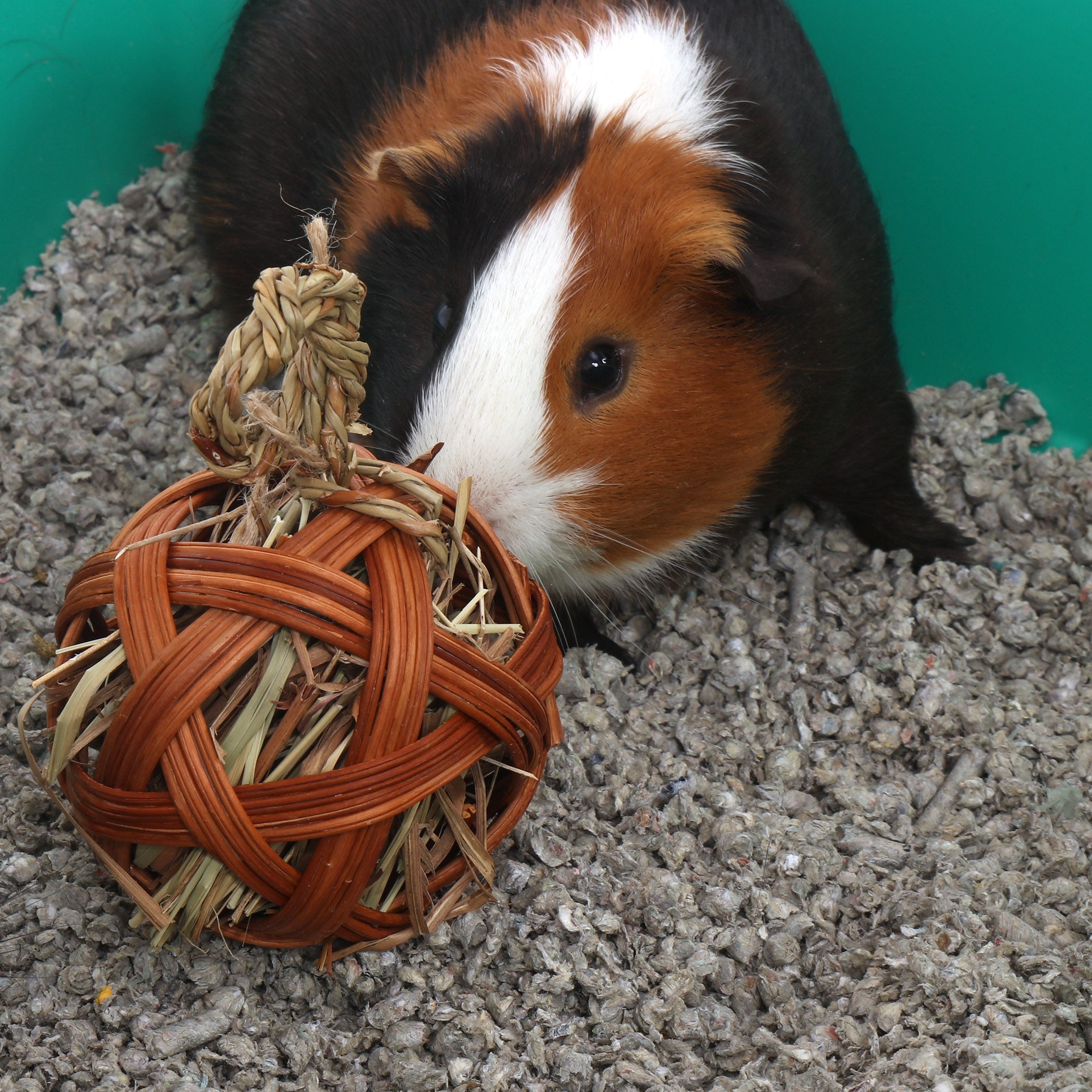 Guinea pig sniffing a Ware Edible Treat Ball on paper bedding