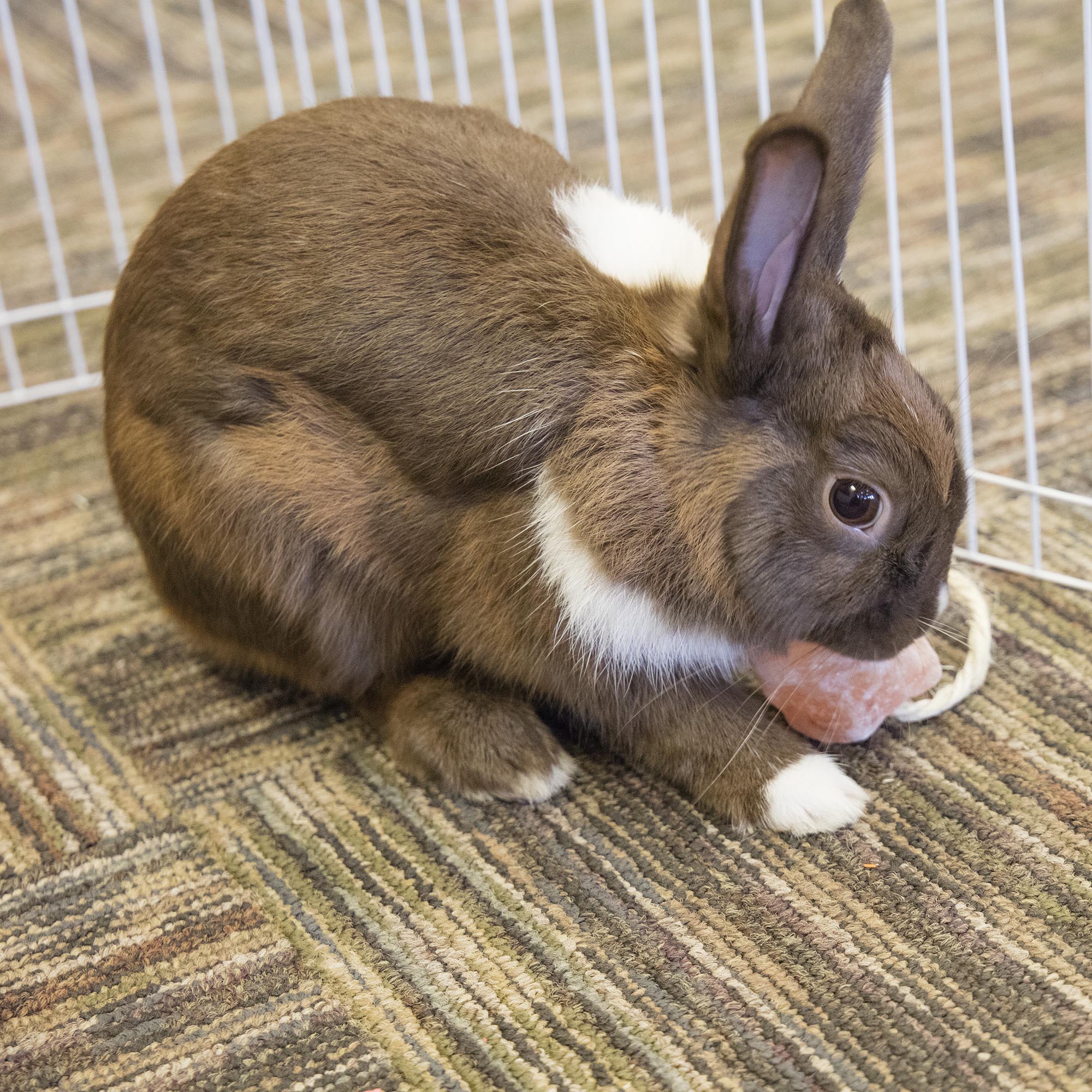 Rabbit chewing on Himalayan salt rope chew in a wire pen