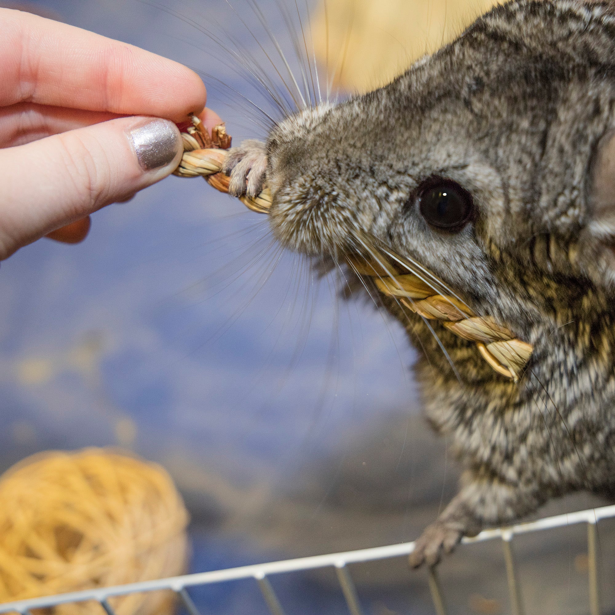 Small pet chewing a Ware Seagrass Twist held by owner
