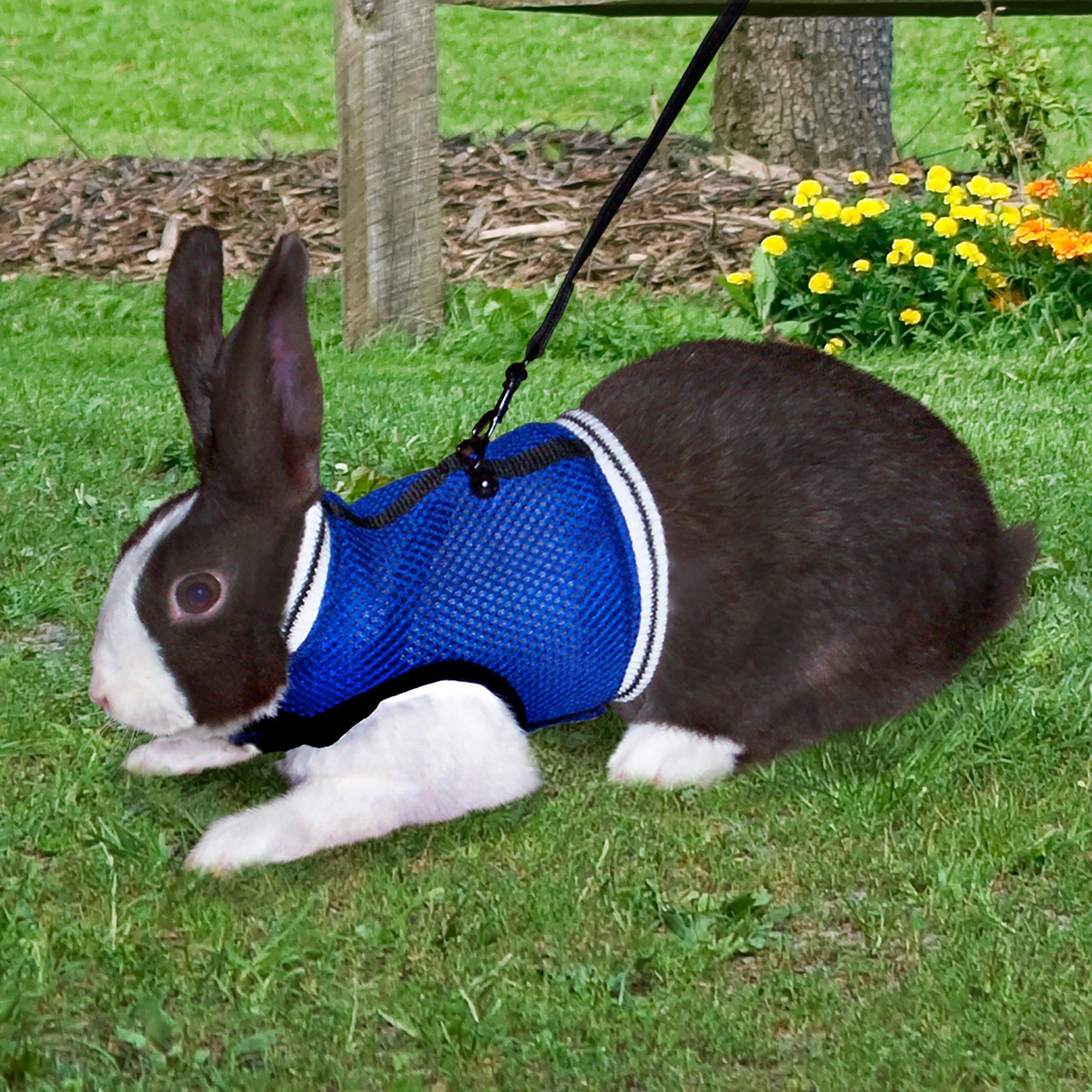 Rabbit wearing the Ware Sporty Jogging Vest harness outdoors on a leash