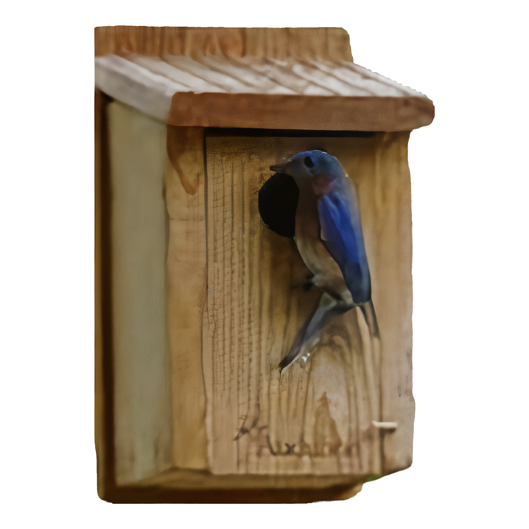 Audubon Cedar Bluebird House, a natural wood home for bluebirds. #Cedar Bluebird House
