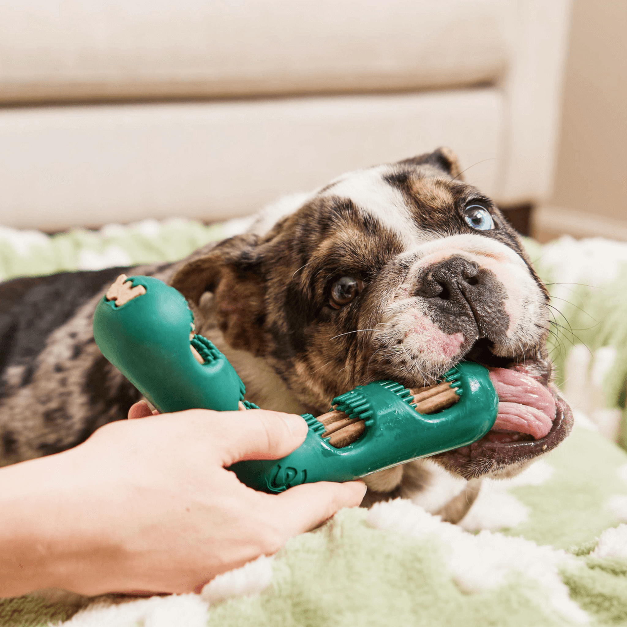 Dog chewing a Woof Bite n' Brush with refill sticks