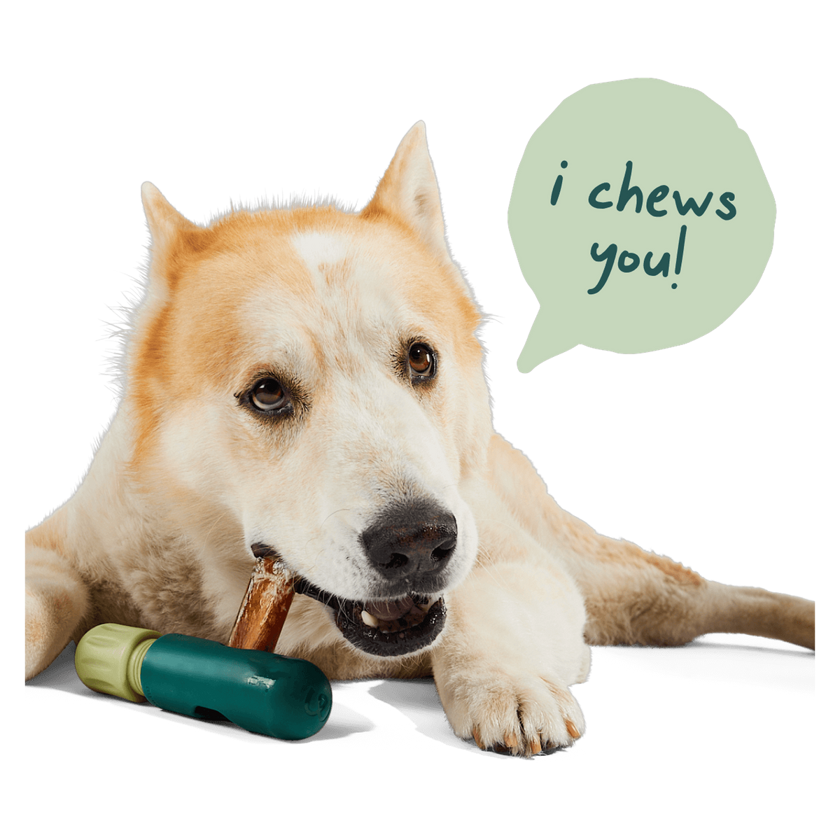 Dog chewing a bully stick held in the Woof BullySafe