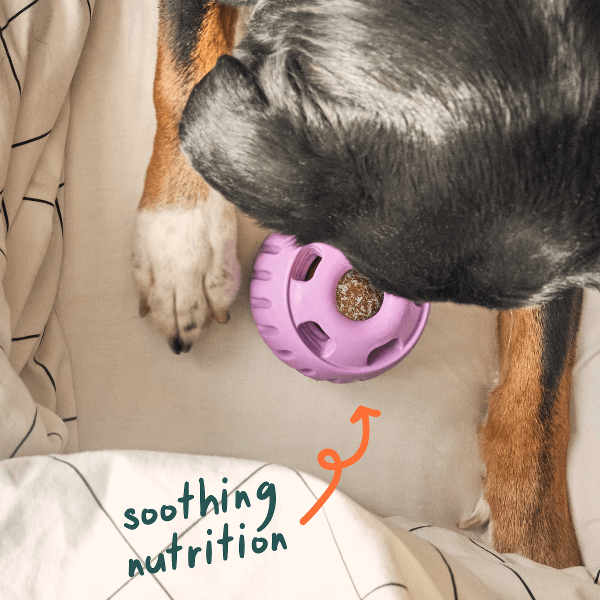 Woof Calming Wellness Pops benefits for anxious dogs