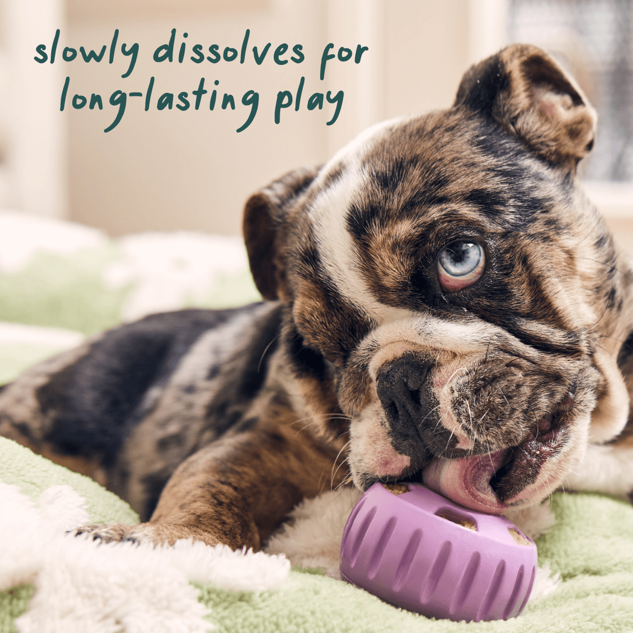 Dog relaxing with a Woof Calming Wellness Pop in a Pupsicle