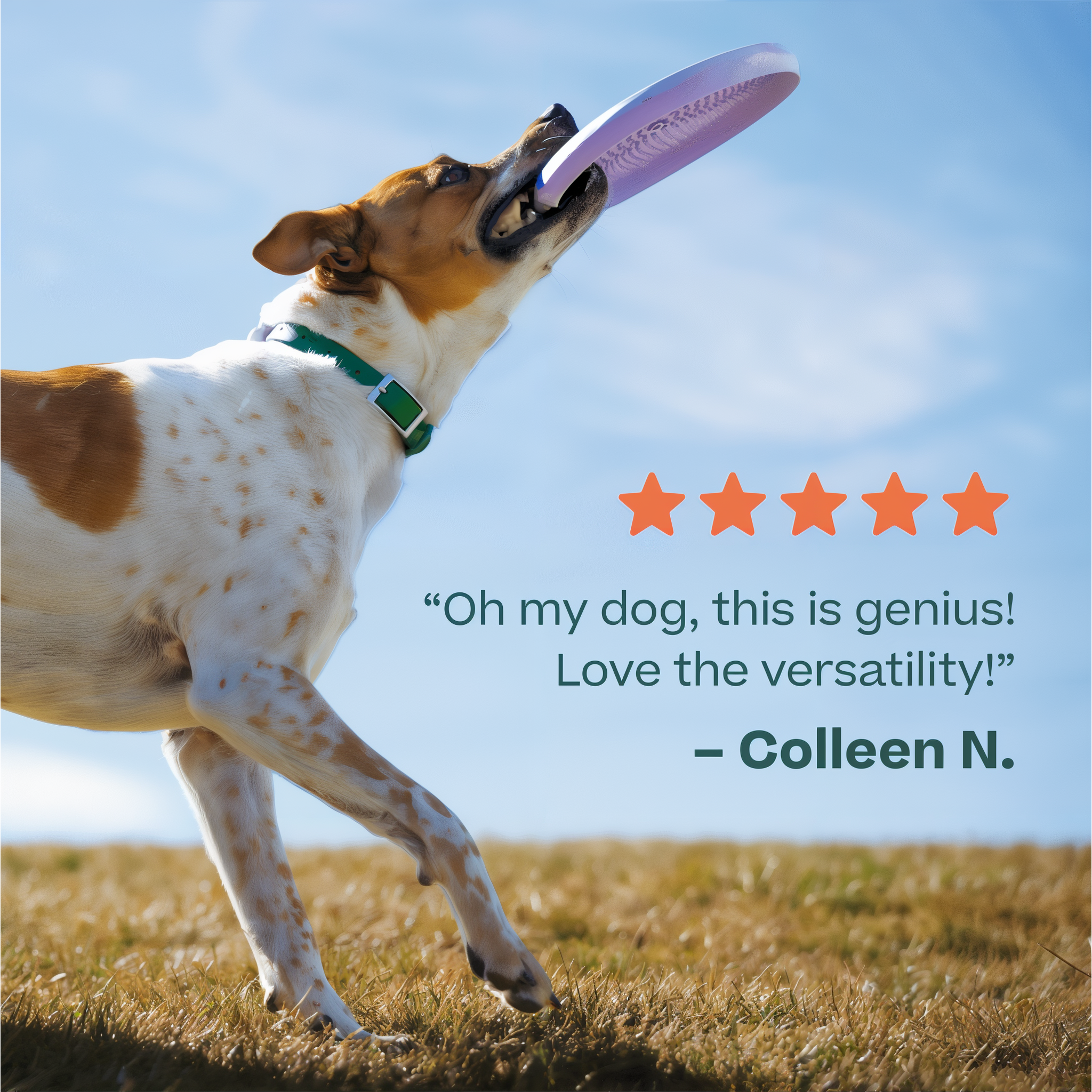 Dog catching a Woof Fly n' Feed disc mid-air