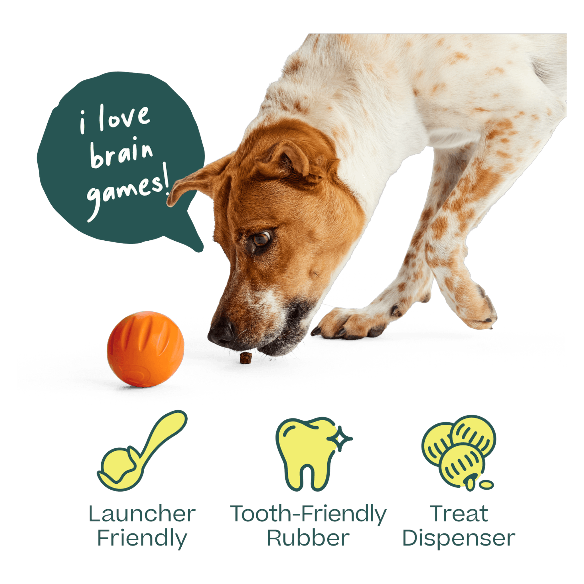 Flyball is made from tooth-friendly, quiet, scuff-resistant rubber
