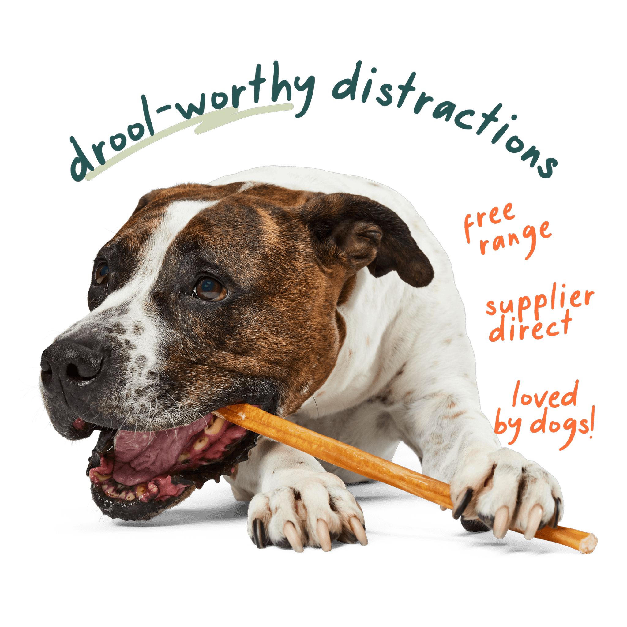 Woof Free Range Bully Sticks 5 pack, 6 inch grass-fed beef chews