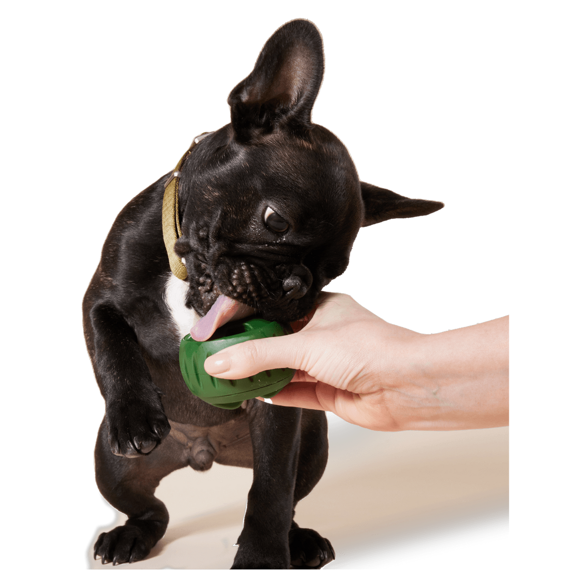 Frozen treat from the Treat Tray loaded into a Woof Pupsicle toy